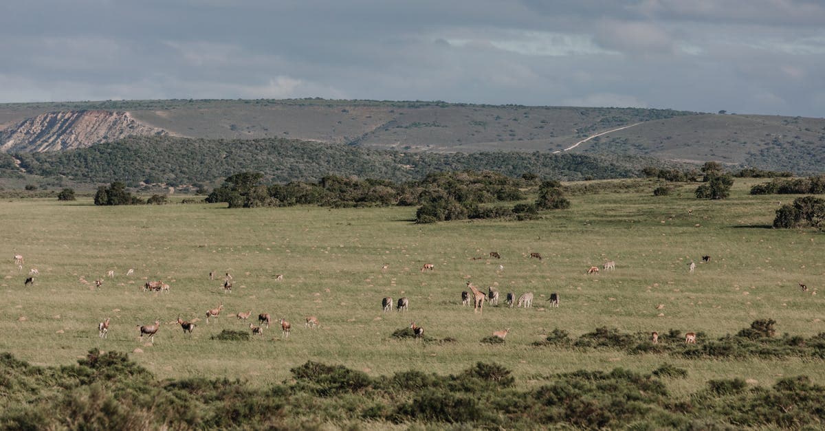 Cover Image for Experience the Majesty of Africa: Exclusive Safari Packages Just for You