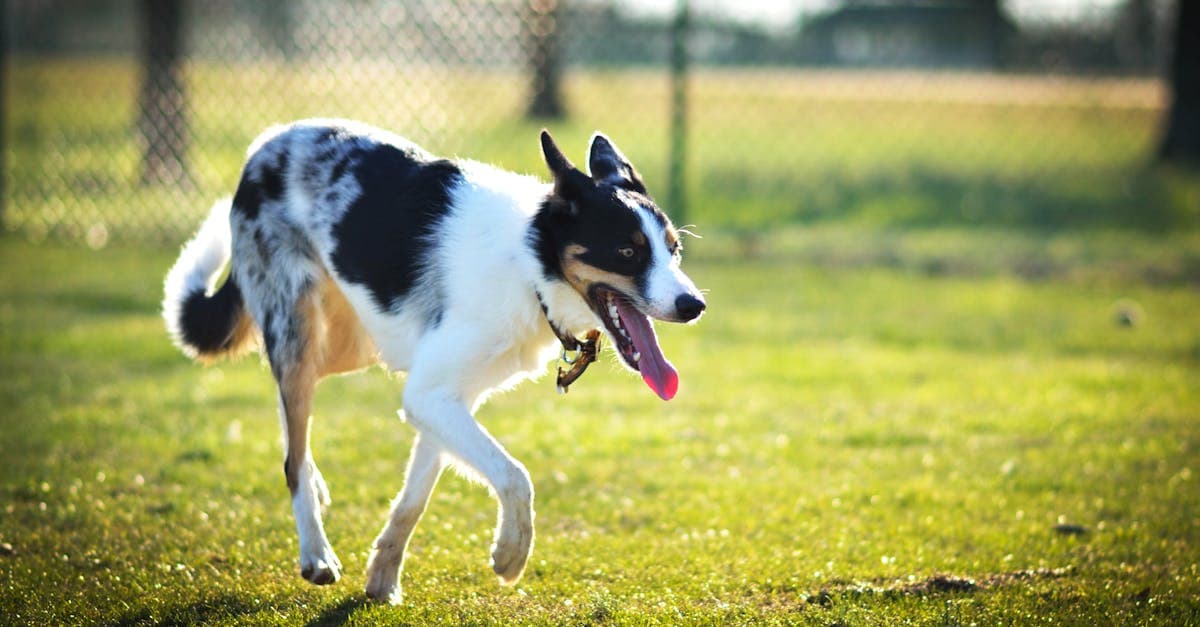 Cover Image for Woof and Work: Discover Fun Dog Walker Jobs in Your Area!