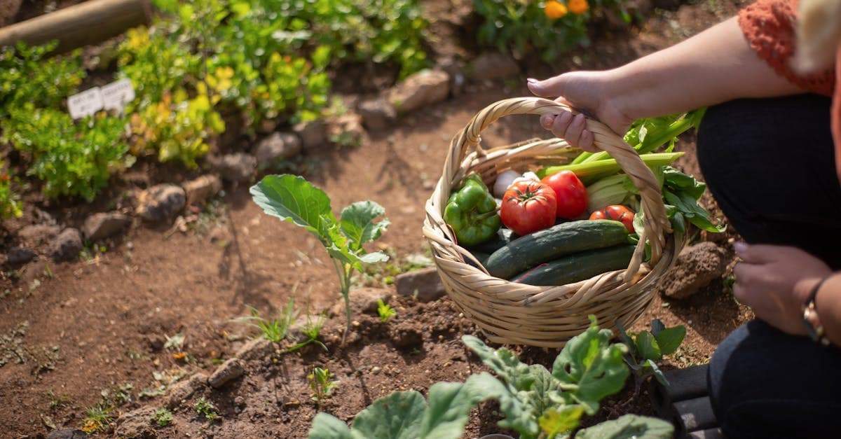 Cover Image for Top Homesteading Programs: Your Guide to Self-Sufficient Living