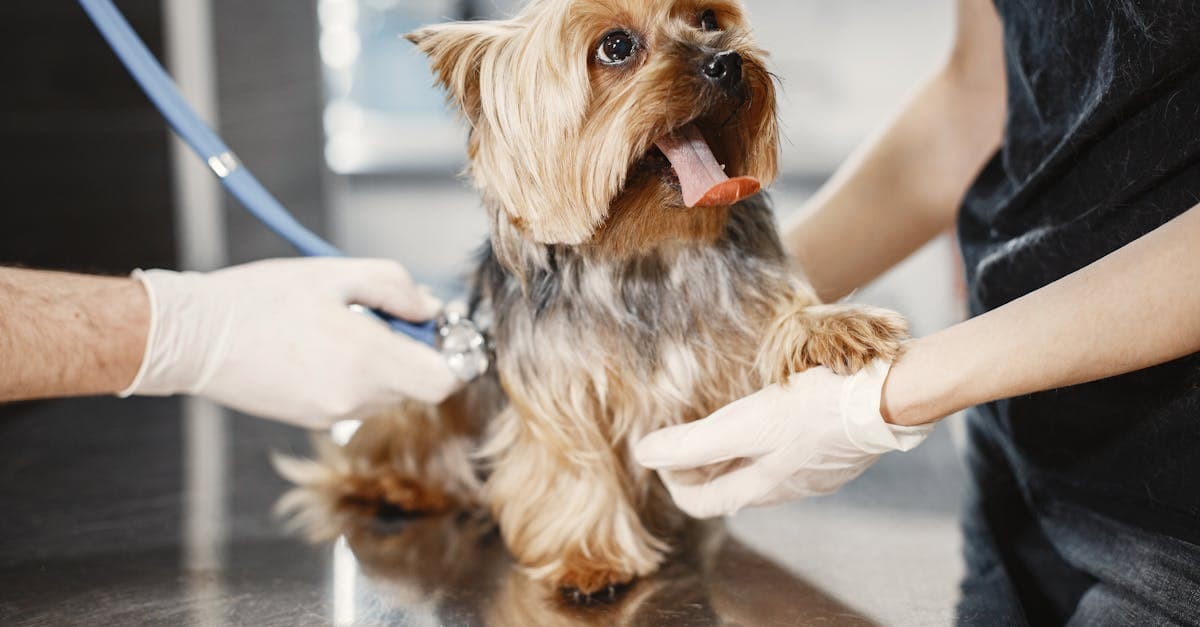 Cover Image for Vet Services Unleashed: Essential Tips for Pet Wellness